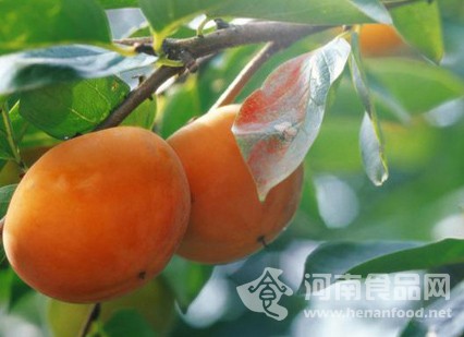 河南食品網  滎陽柿子