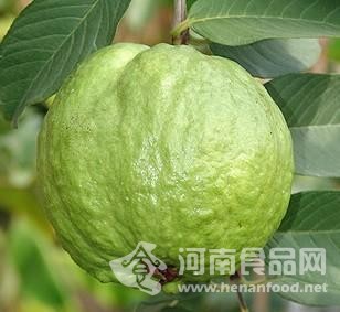 河南食品網 
