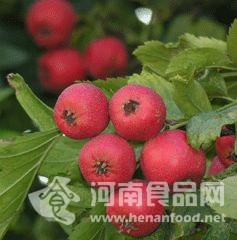 河南食品網 山楂