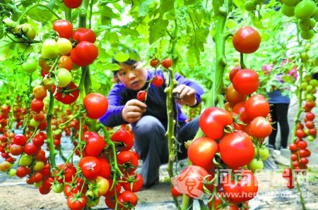 番茄