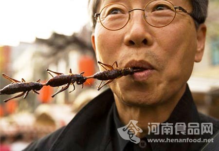 昆蟲