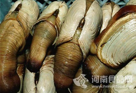象拔