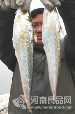長江刀魚