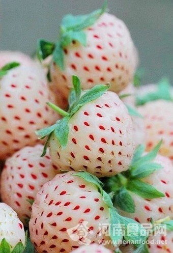 菠蘿莓
