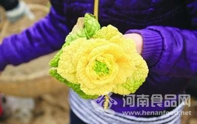白菜長的像黃玫瑰