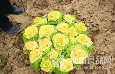 漂亮白菜
