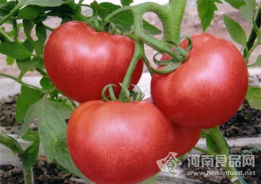 西紅柿