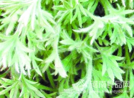 野菜