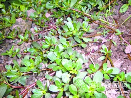 野菜