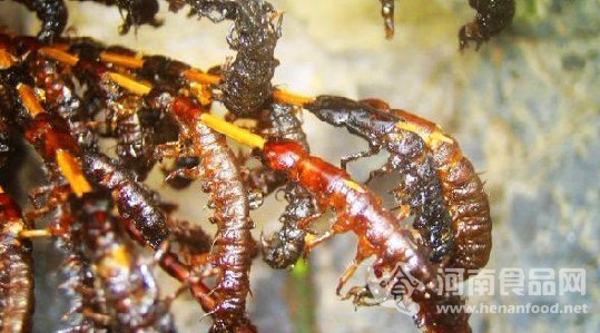油炸水蟲