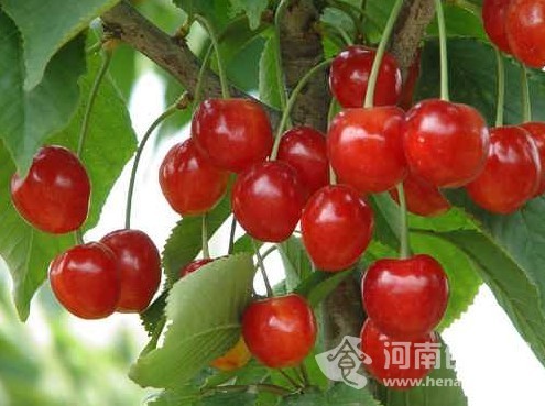 櫻桃