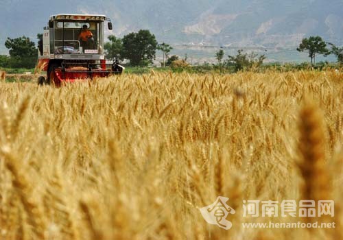 信陽市夏糧再創歷史新高  喜獲“九連增”站穩新的制高點（圖）
