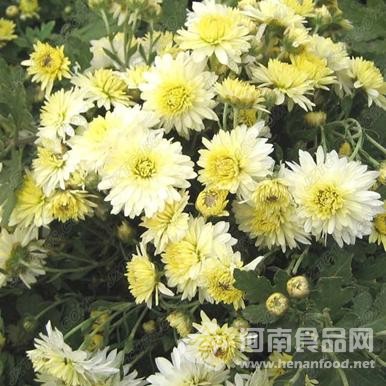 焦作 懷菊花