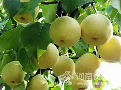 洛陽 孟津梨