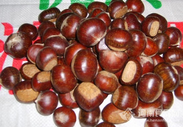 信陽板栗