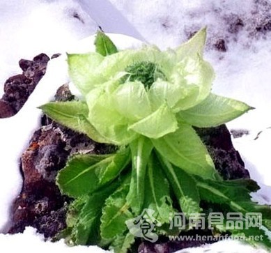 天山雪蓮