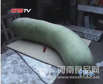 南陽 巨型南瓜