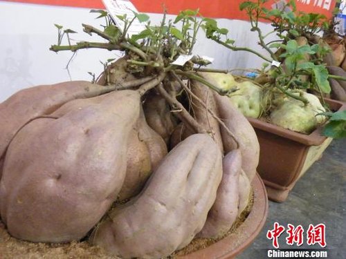 盆景紅薯