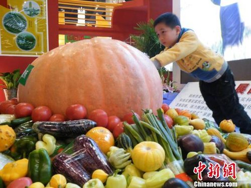 巨型南瓜