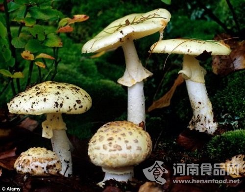 英國女子誤采致命毒蘑菇