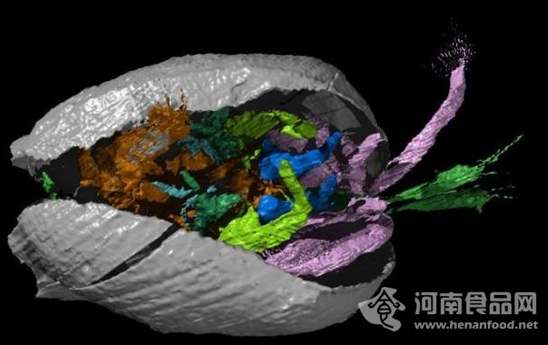 小型蝦狀生物