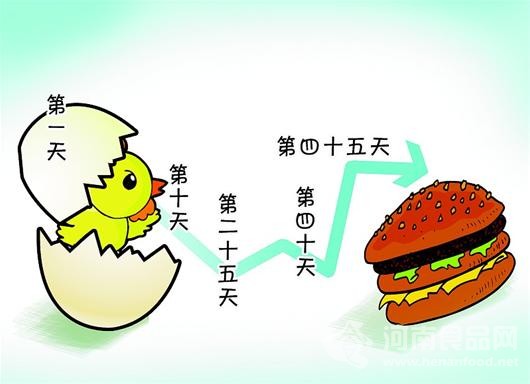 速成雞”為何在中國變味