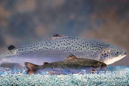 轉基因鮭魚生長速度為野生2倍