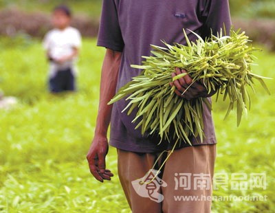 糧食遭重金屬污染