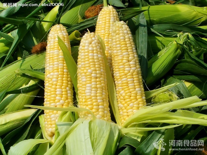 玉米