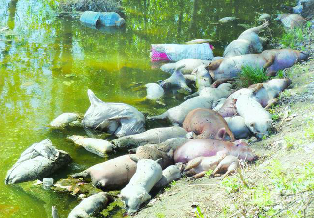 洛陽伊東渠現大量死豬