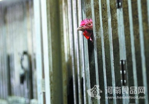 禽鳥感染病毒無臨床癥狀