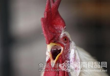 路透社：H7N9病毒基因仍在演變