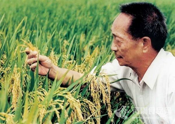 袁隆平談第四期超級雜交稻：能達到700公斤的畝產