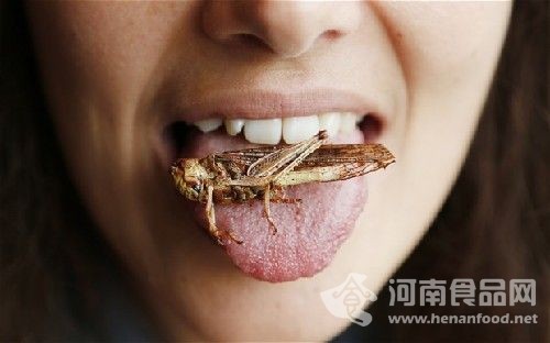 多吃昆蟲