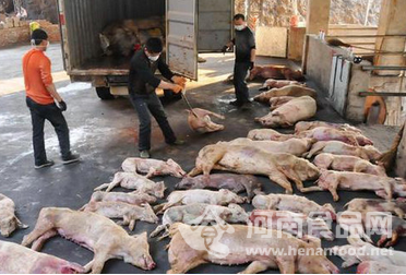 2000噸死豬肉是怎樣“漏網”的