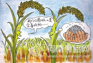 對雜交稻“不滿”，源于消費者“吃飽”到“吃好”的轉變