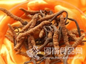 吃蟲草三個月竟導致鉛中毒 警惕生活中的“職業病”