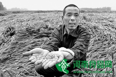 雷暴致河南140萬畝農作物受災 7萬畝小麥基本絕收