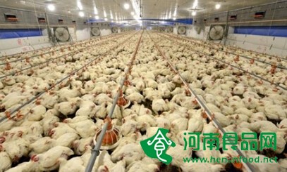 雙匯18億進軍肉雞養殖 欲當肯德基麥當勞供應商