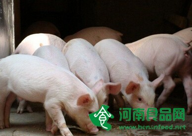 豬肉價格延續漲勢 養豬扭虧為盈