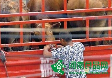 水管從牛鼻插進胃灌水增重 “注水肉”流入市區