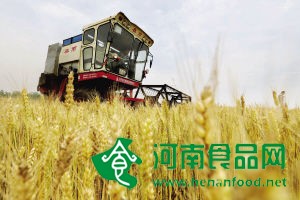 今年夏糧有望再獲豐收 豐產省豐產趨勢明顯
