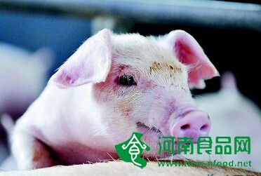 需求趨旺成本下降 生豬養殖業迎雙重利好