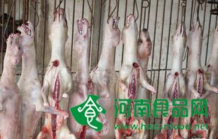 一家公益組織歷時4年的調查顯示 大量食用狗肉來源不明