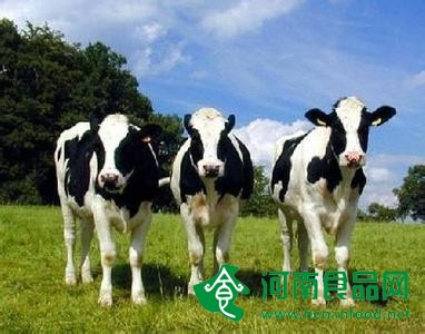 農業部提出 草食畜牧業重點發展“牛羊奶”