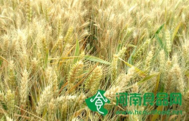 我國亟需優化小麥品種擴大種植面積