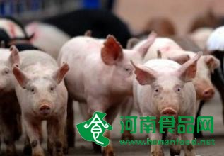 多地生豬收購價升破10元/斤 逼近歷史高點