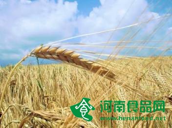 專家：農業的科研投入嚴重偏低