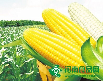 鮮食玉米不是轉基因產品