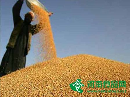 河南沈丘“糧食銀行”成農民貼心糧倉